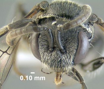 Media type: image;   Entomology 610765 Aspect: head frontal view